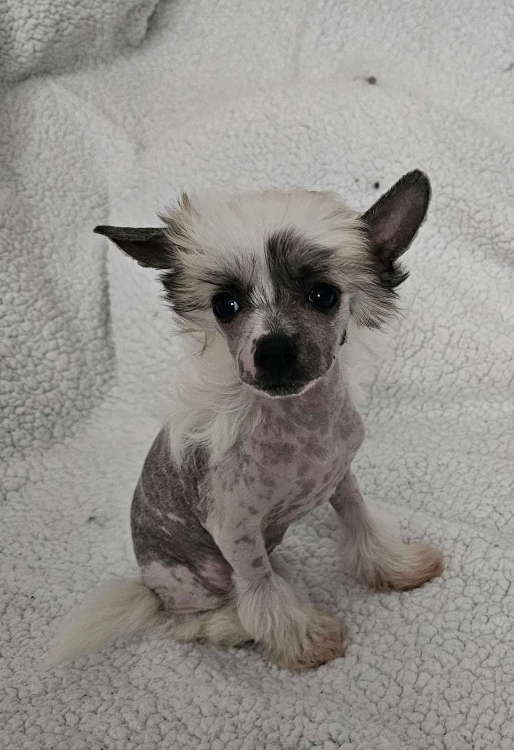 Babbet Little Charmings