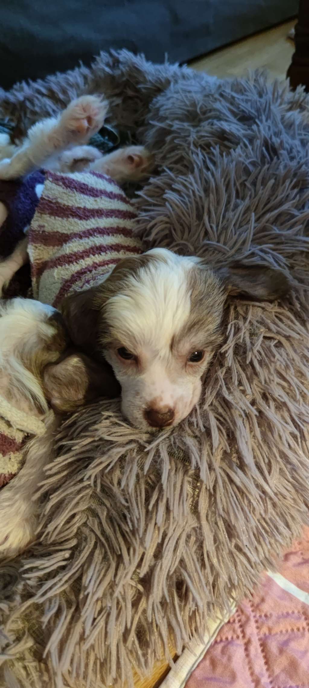 Beautycrest's Always Looking Good