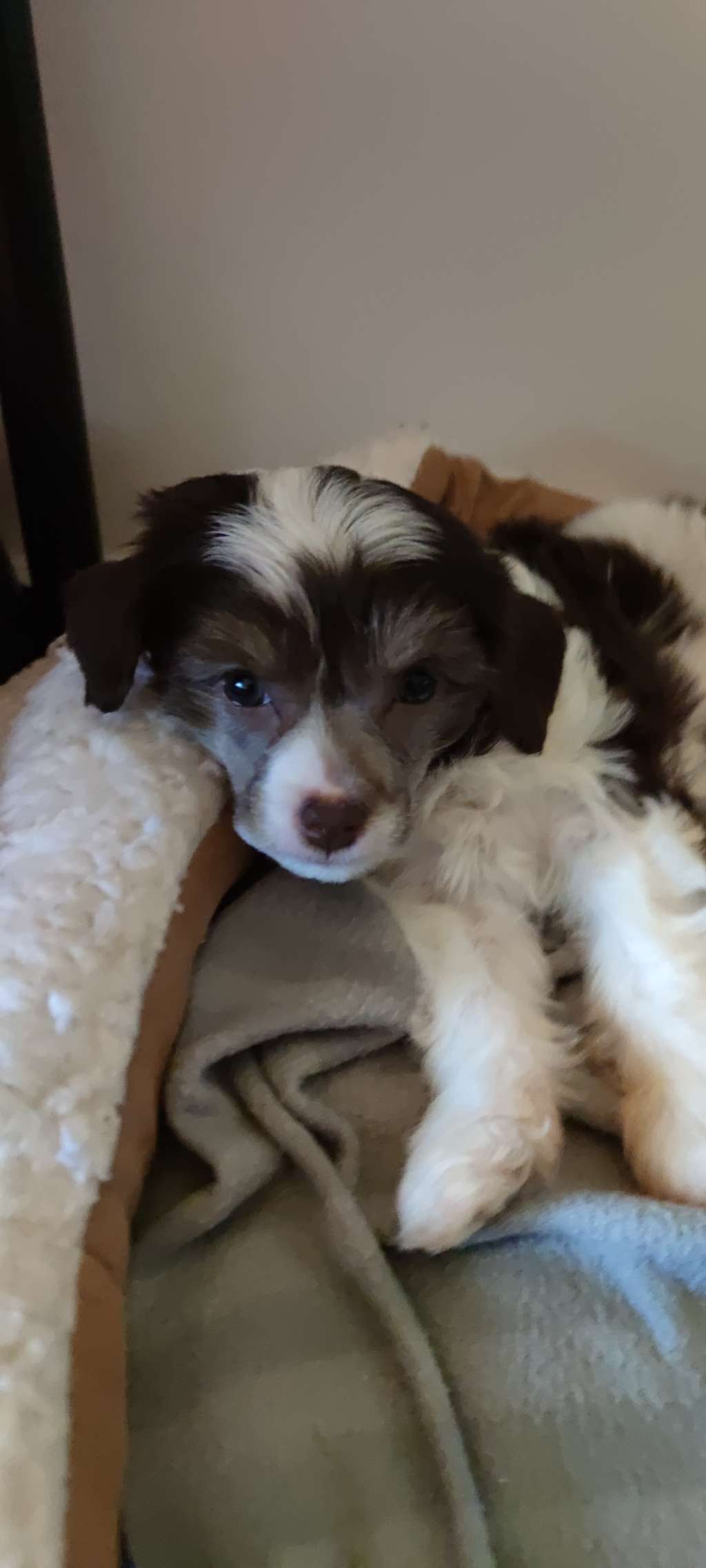 Beautycrest's Absolutely Chocolate