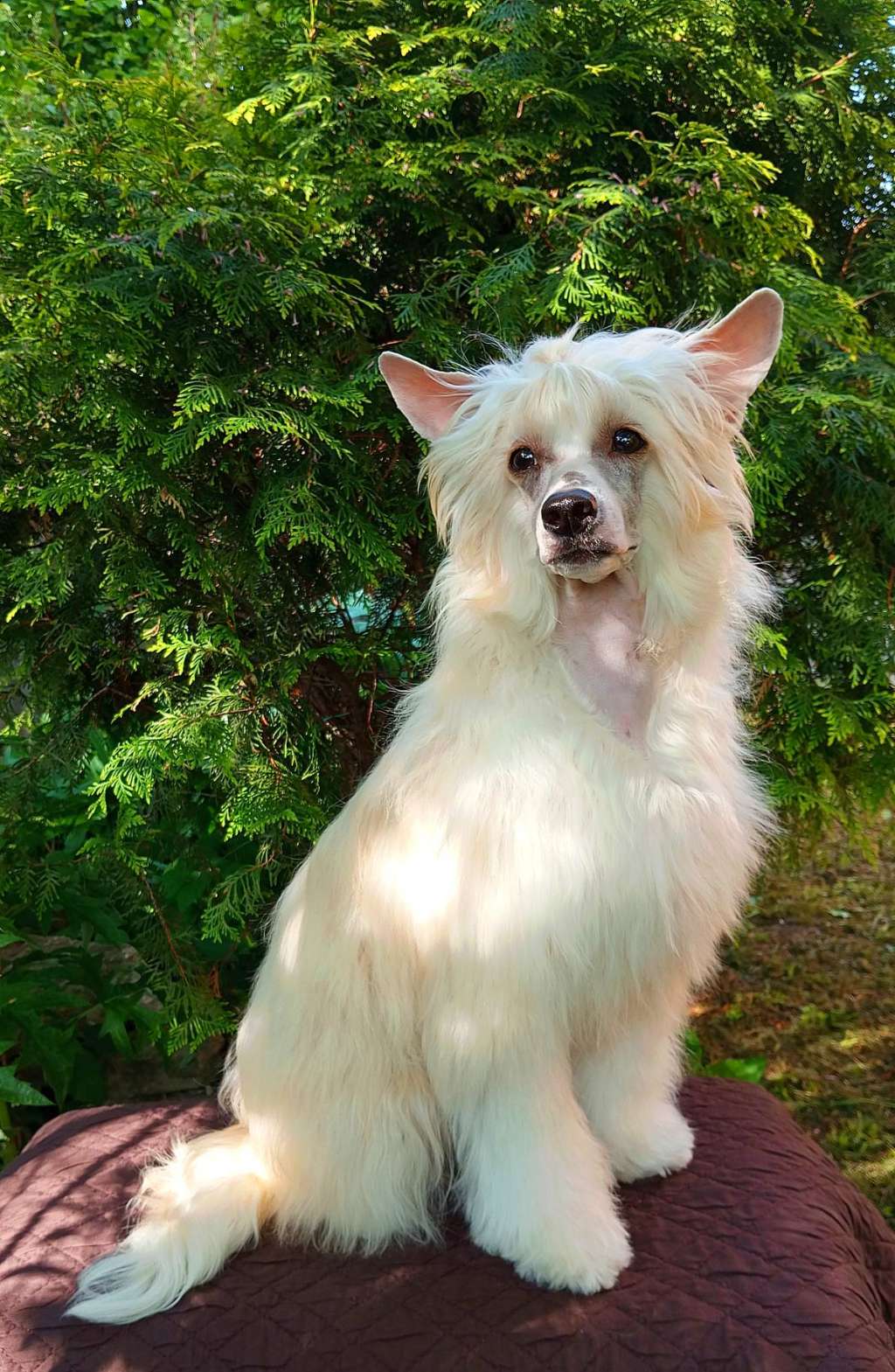 Fruktovaya Karamelka iz Chudnoy Doliny