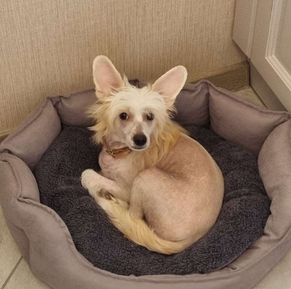 Flirtuyuschaya s Solnzem iz Chudnoy Dolinu