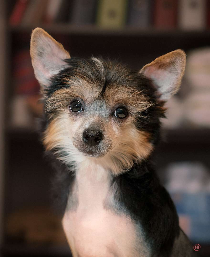 Laisan Island Franklin