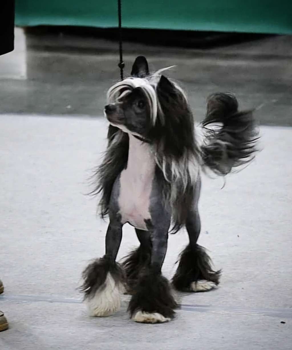 HitLine Ltd Janne Dark