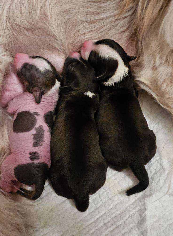 Nahkapartion Hesus Handsome