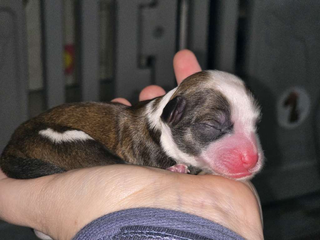 Da'Luna von den Weinbergswölfen