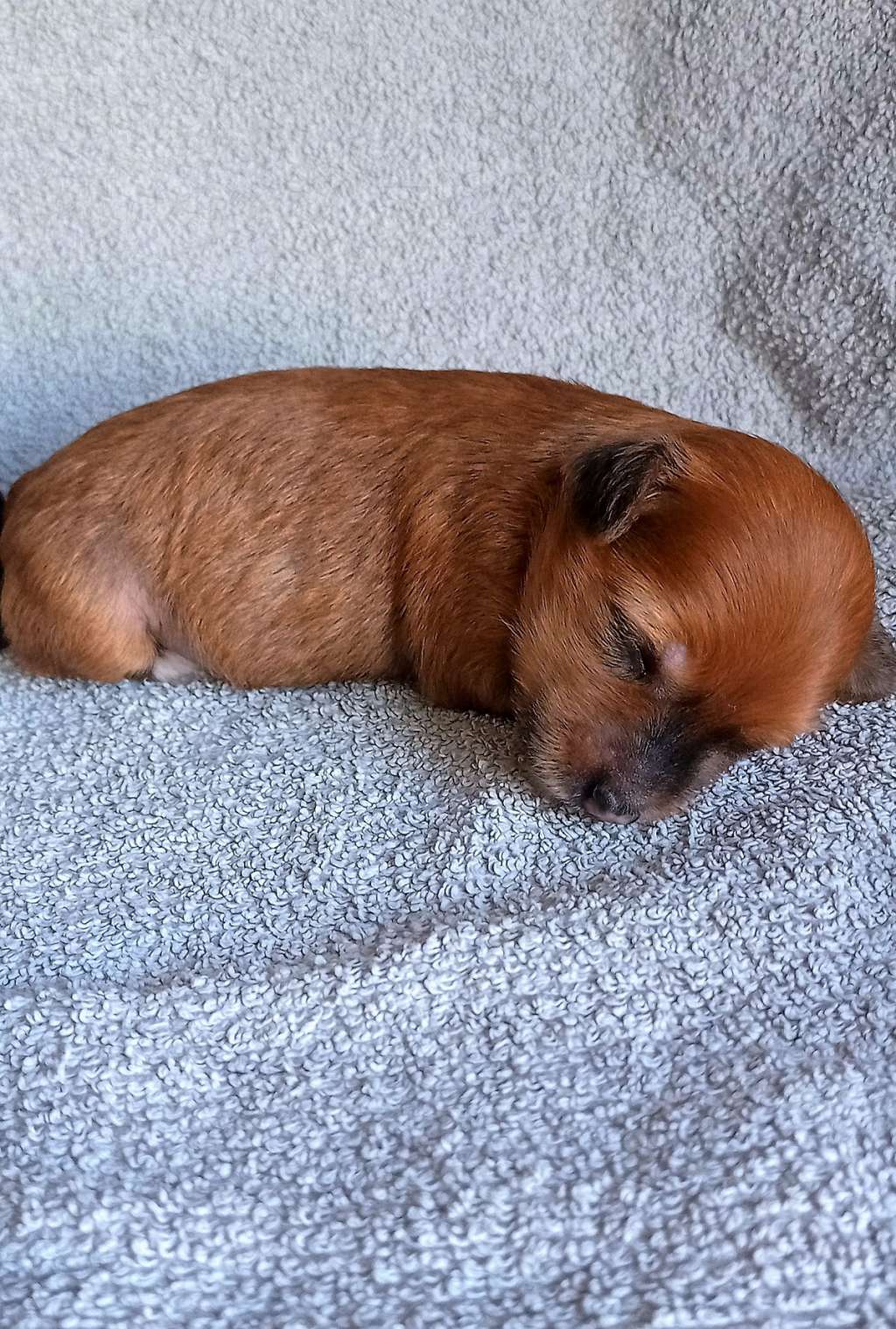 Fairy Lady Bellmeri Geloris