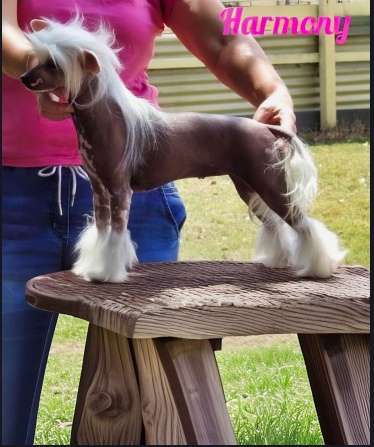 Cadiz Peace N Harmony