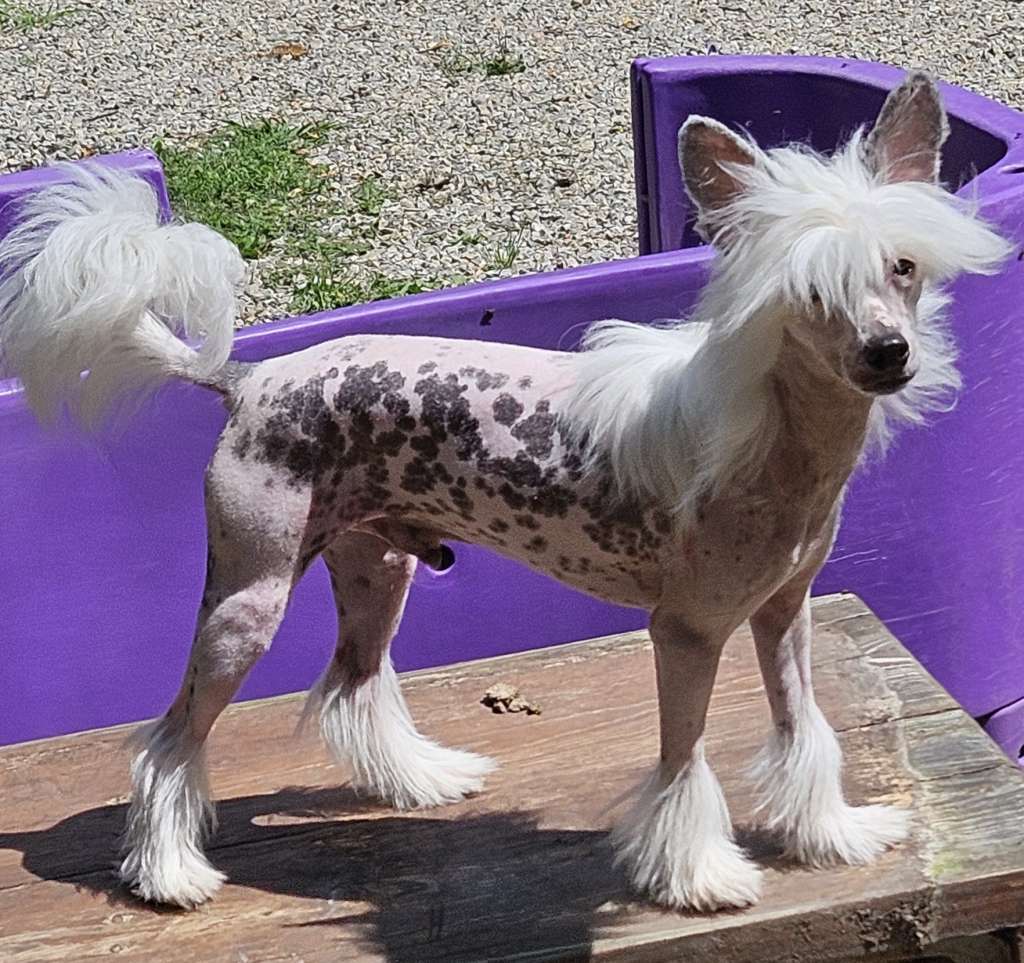 Edelweiss Let It Loose at Showy Lady