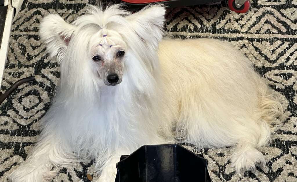 Lacshens Turn on the Radio at Aero