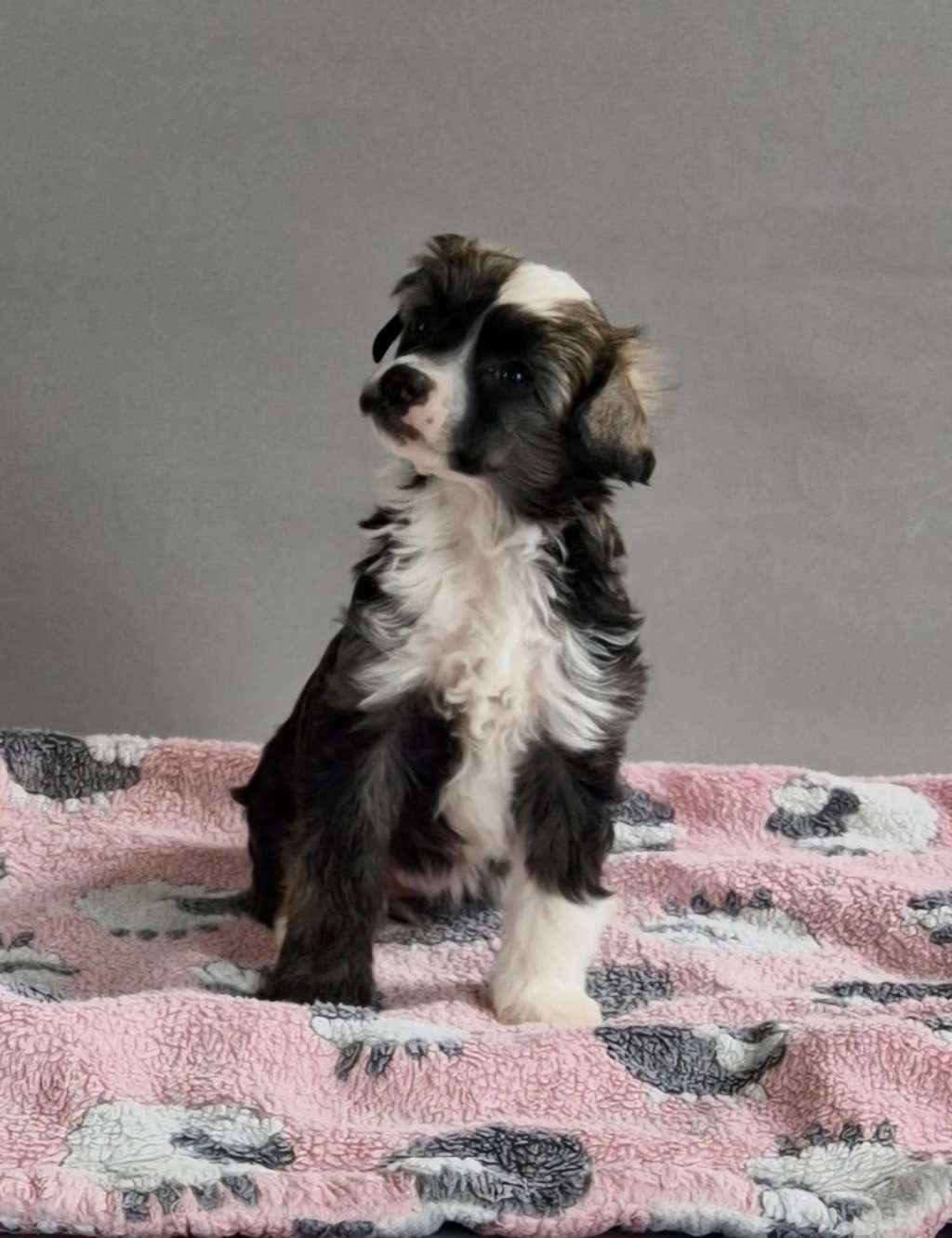 Swarovski Sparkle von Natelberg