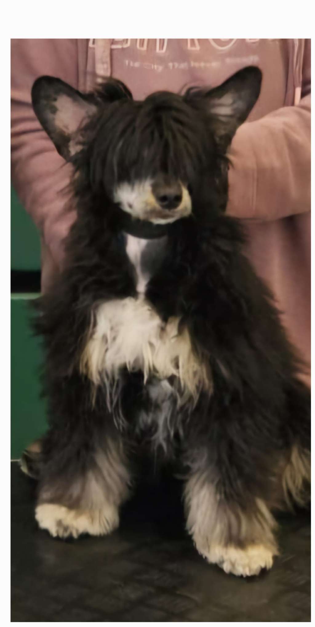 Luch's Black Guardian Chowa