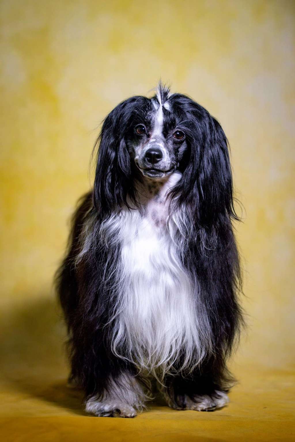 Lille Wenedig Black Bambi