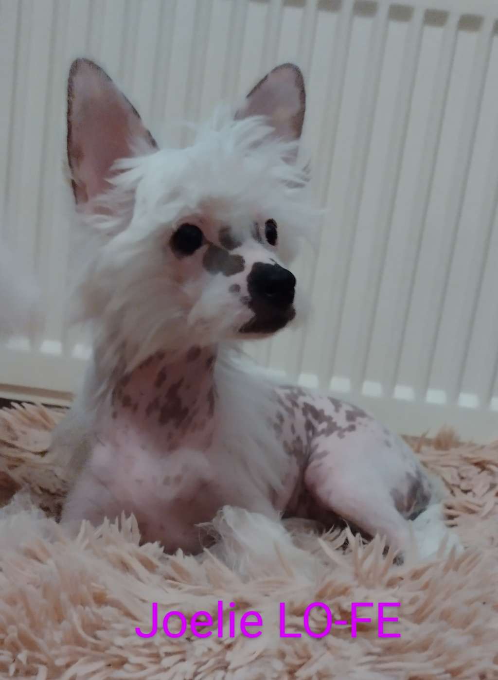 Joelie Lo-fe