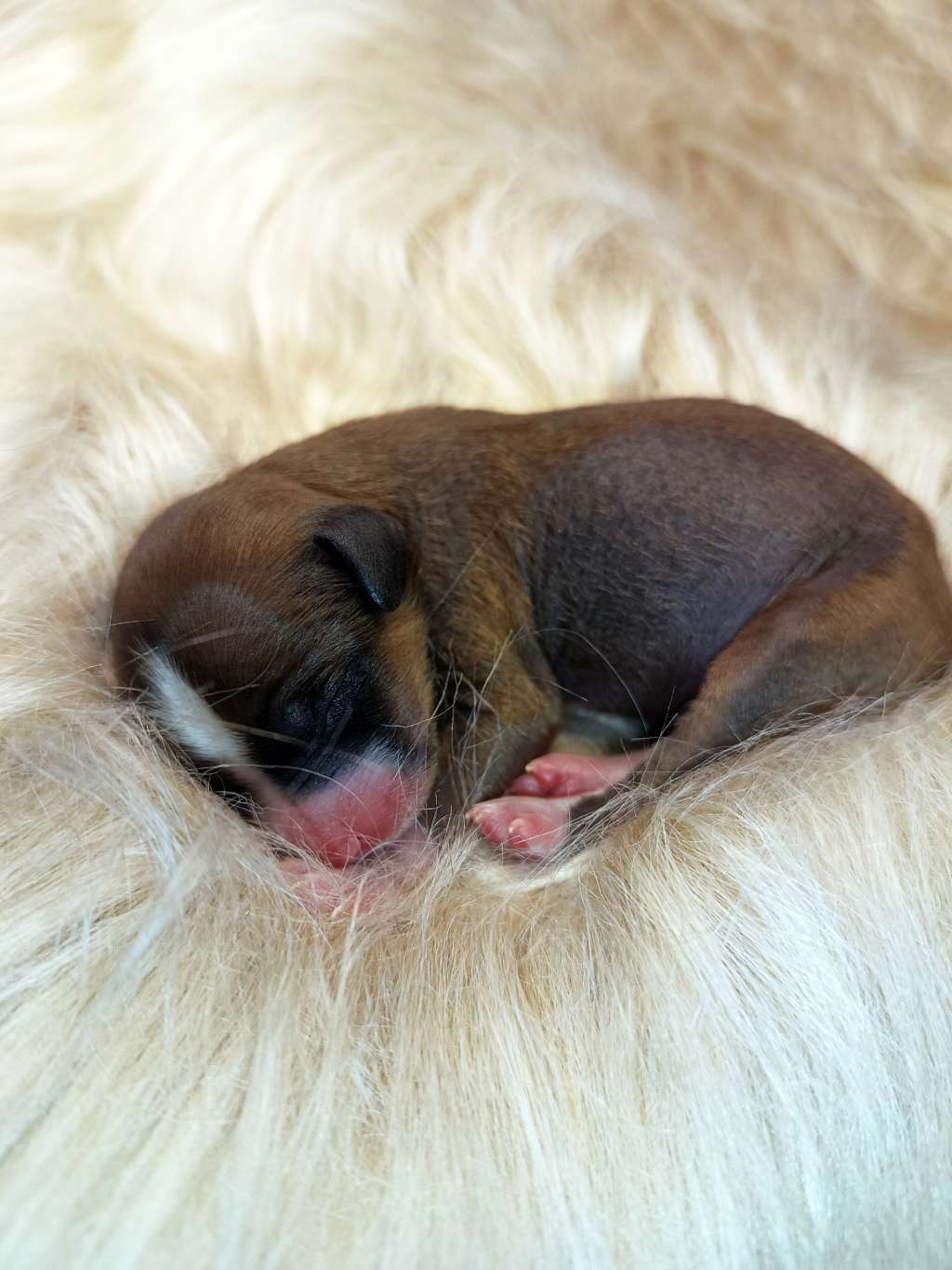 Via Della Seta Zesty Pepper