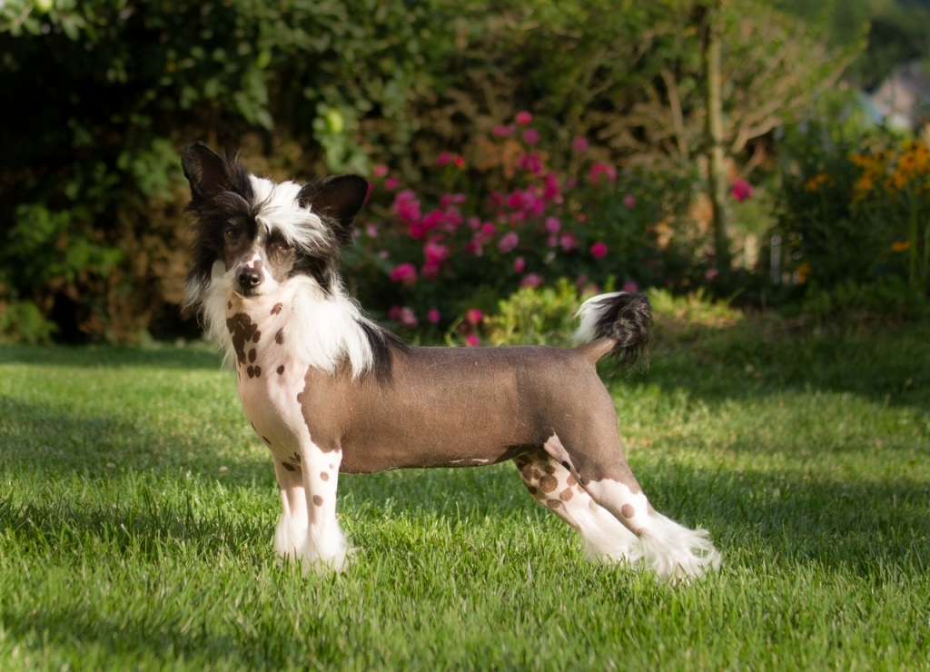 Key of the Loxian Gate Heritage of Han