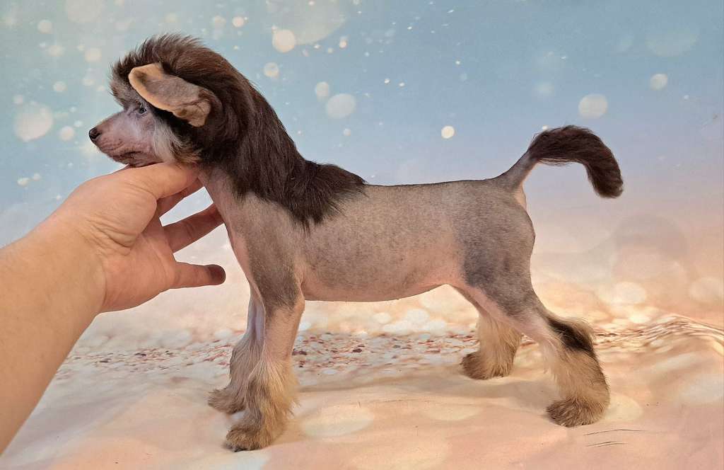 Obvious Beauty Sasima