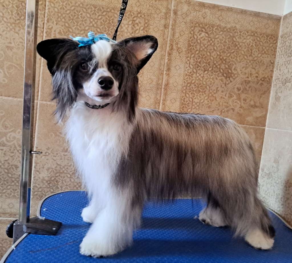 Piekna Nefretete Sasima