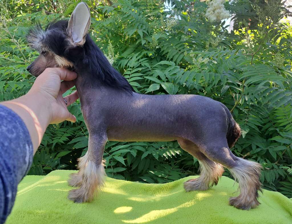 Historyczna Chwila Sasima