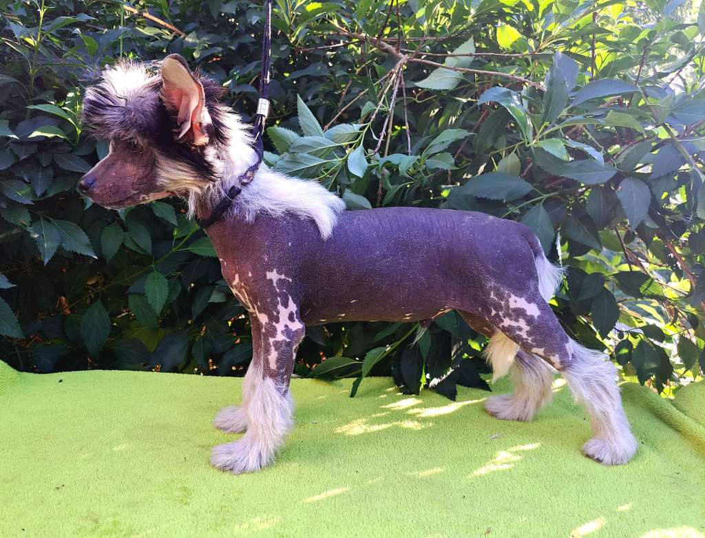 Hrabia Monte Christo Sasima