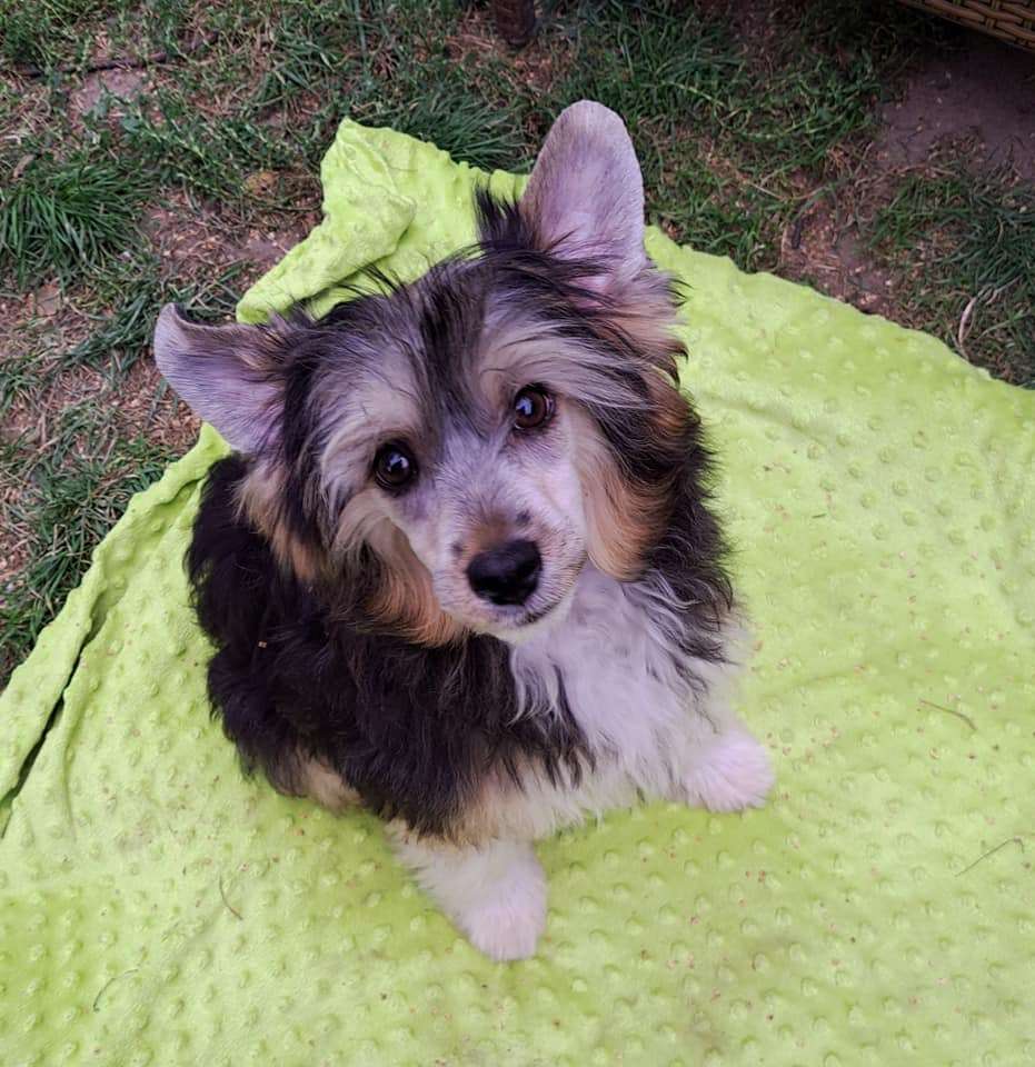 Honorowy Rycerz Sasima