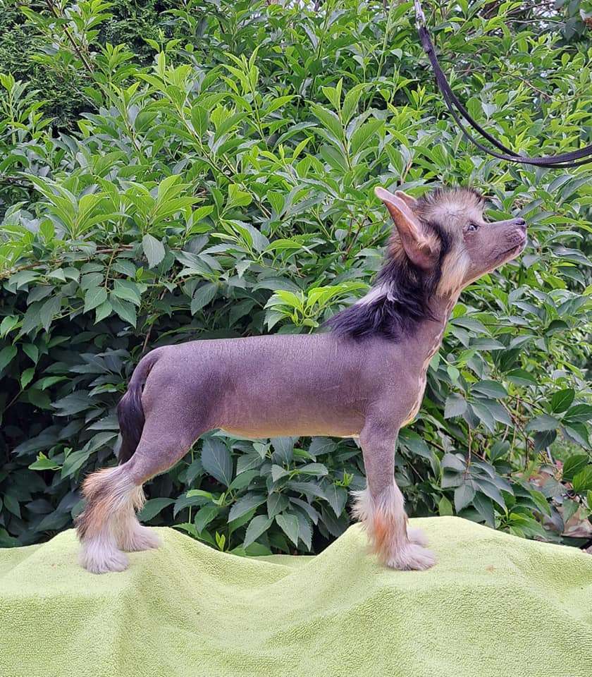 Hipnotyzujaca Uroda Saasima