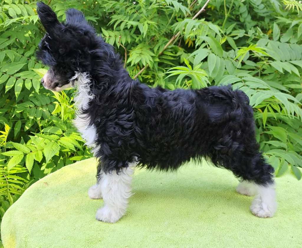 Finalny Efekt Sasimafci