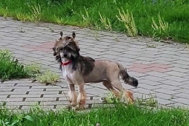 Pandora Ryzhaya Bestiya