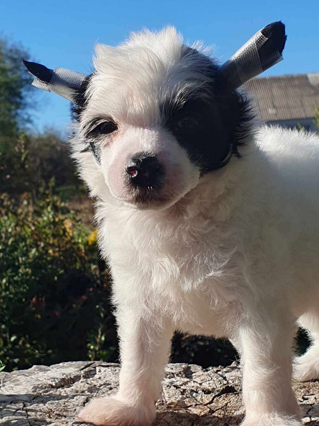 Tet-a-tet Dneprovskoye Solntse