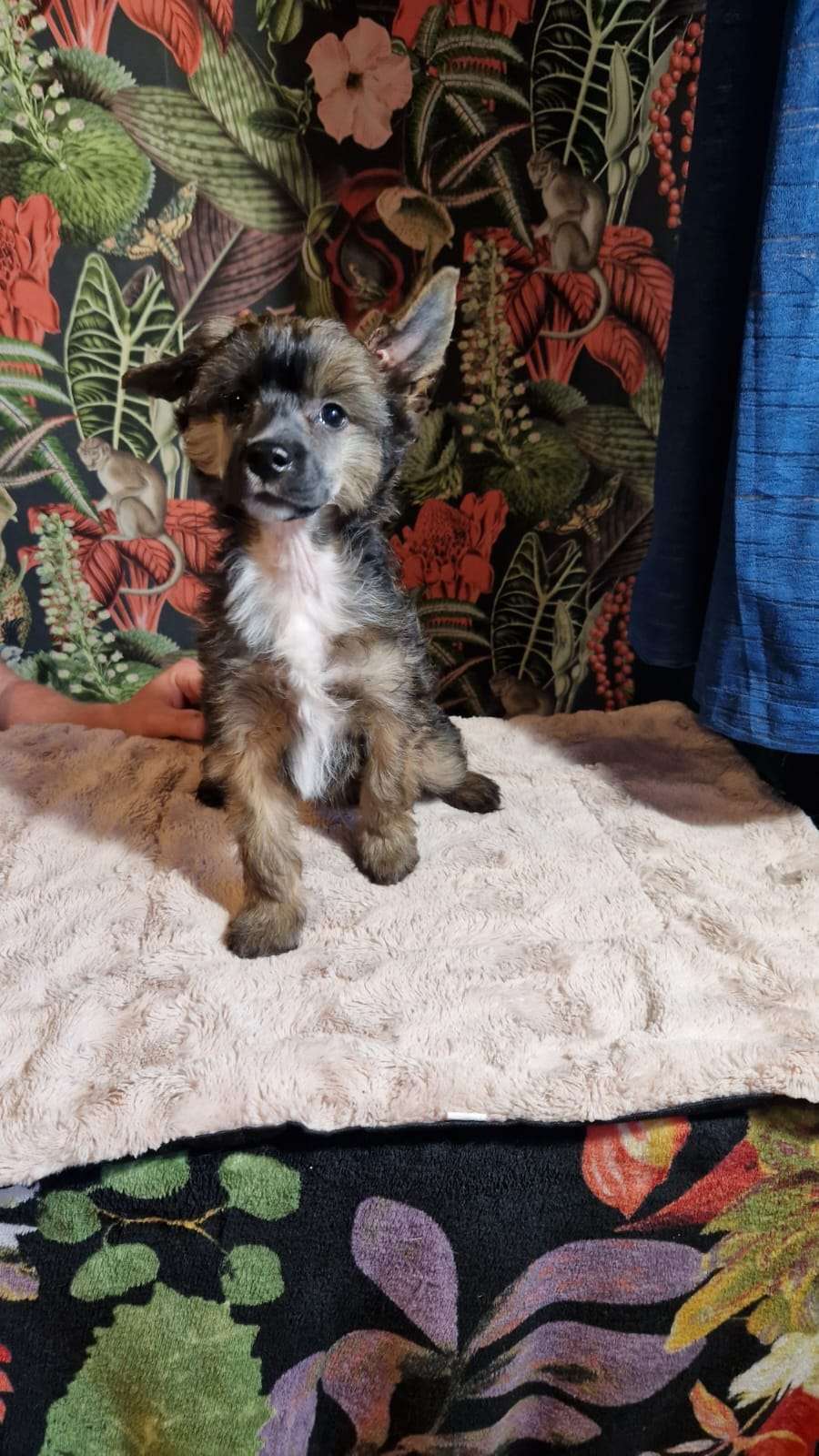 Emmet Ze Zlocistego Raju