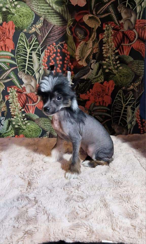 Frodo Ze Zlocistego Raju