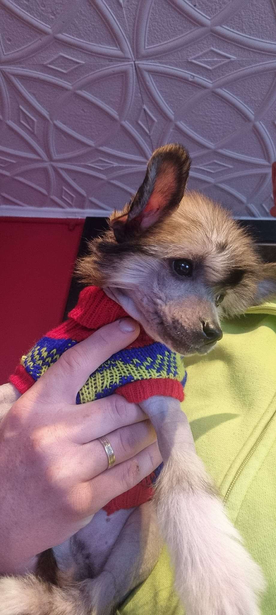 Fida Ze Zlocistego Raju