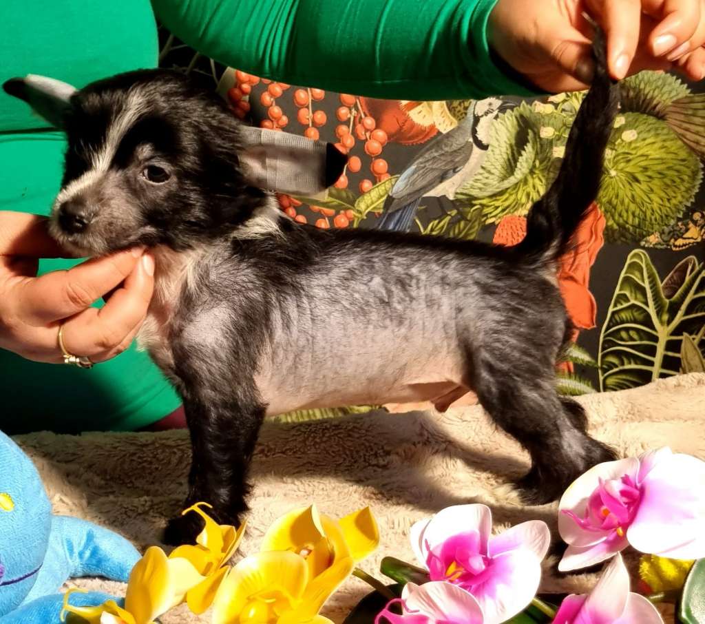 Enzo Ze Zlocistego Raju