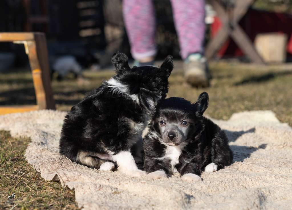Velvet Paws of Queen Malverne