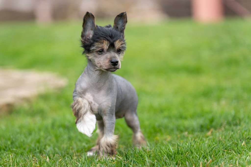 Bernie calima elenis