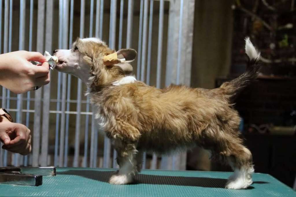 Stocky Rascals Xpect the Unexpected