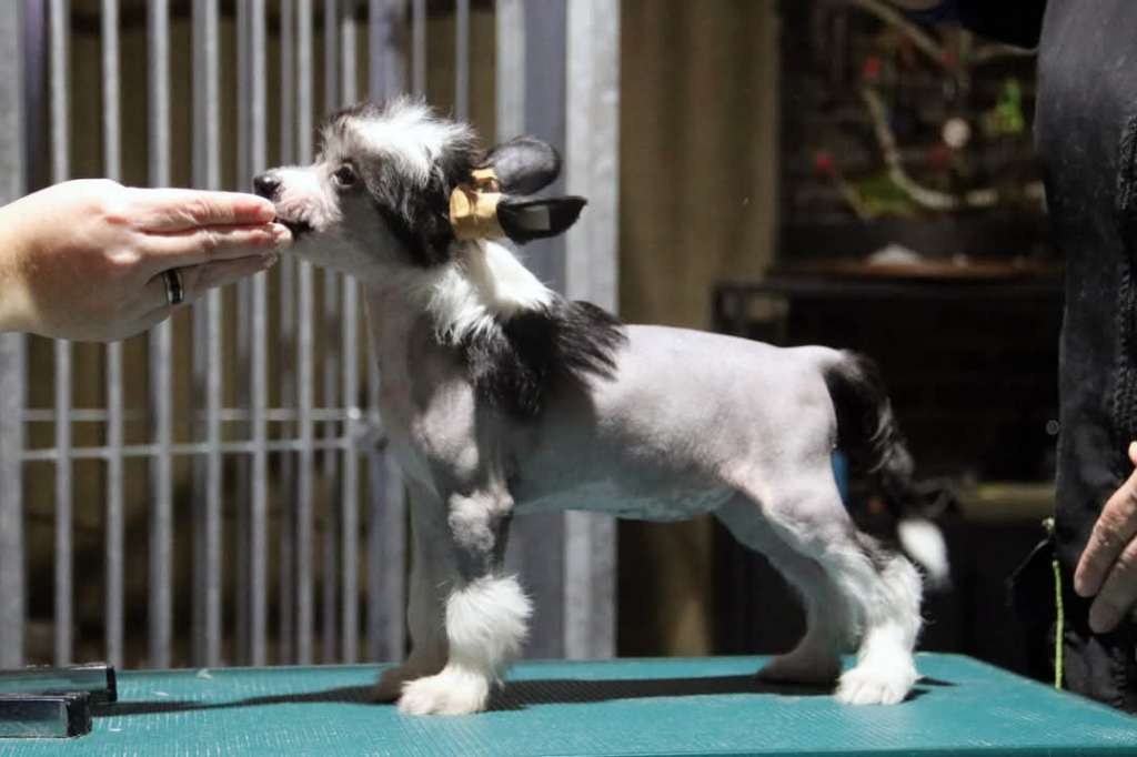 Stocky Rascals Xtra Spicy