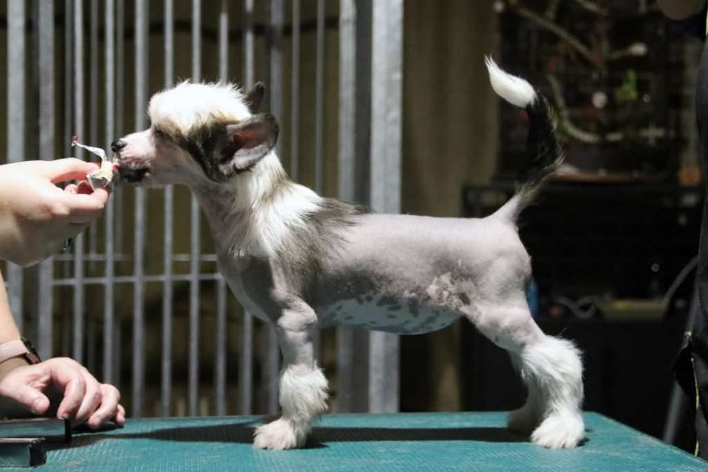 Stocky Rascals Xsassy Classy