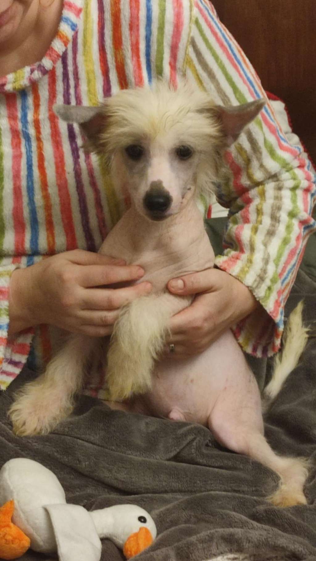 King Lion Margos Victory Star