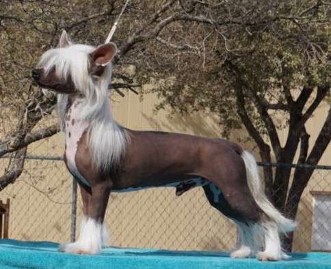 Edelweiss Show Me The Money