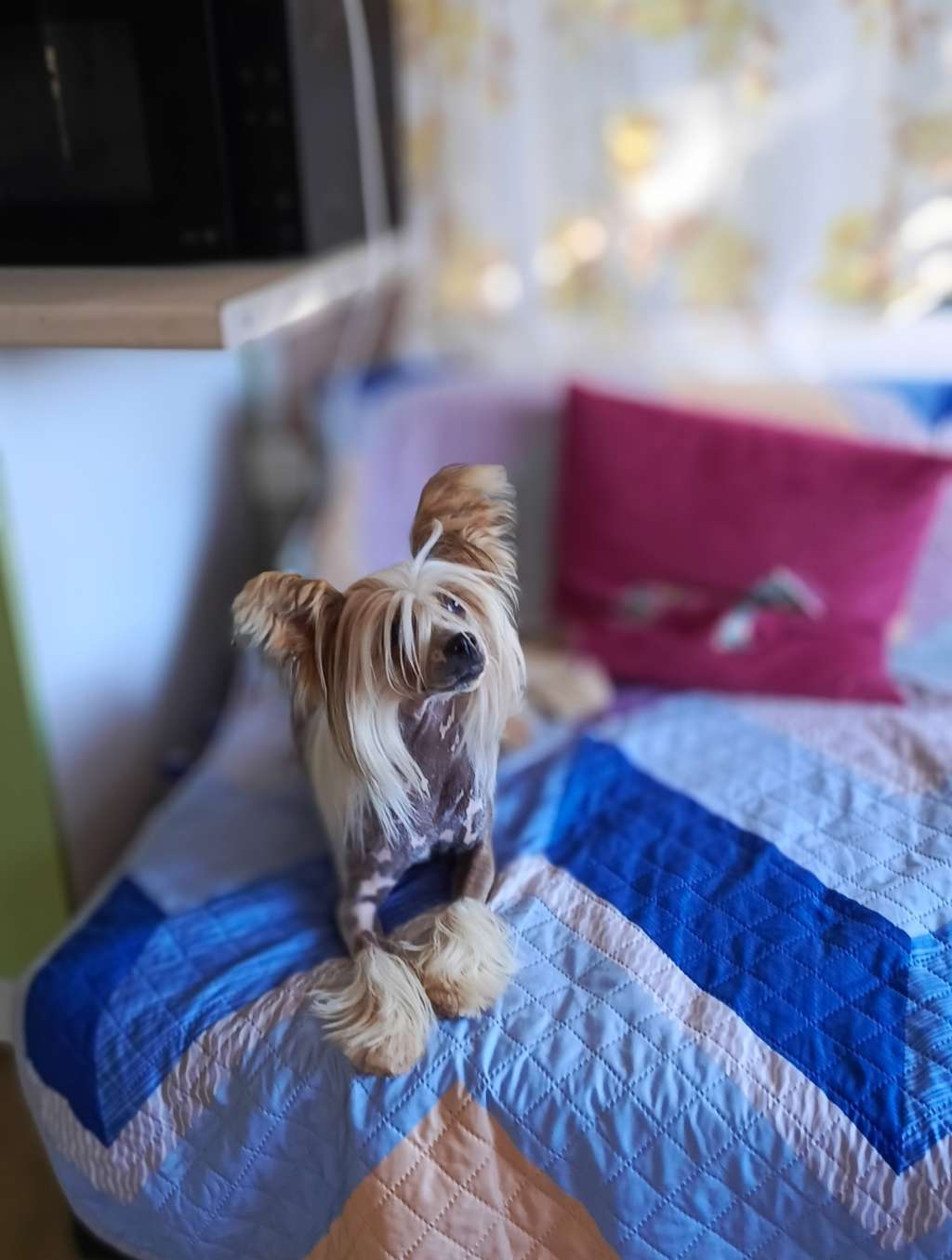 Ognenny Lotos  Nimfa