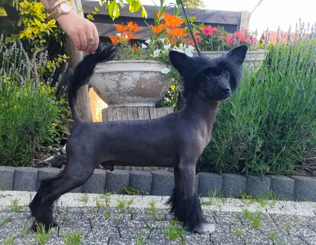 Harry I Jego Czary Mary Aurinova