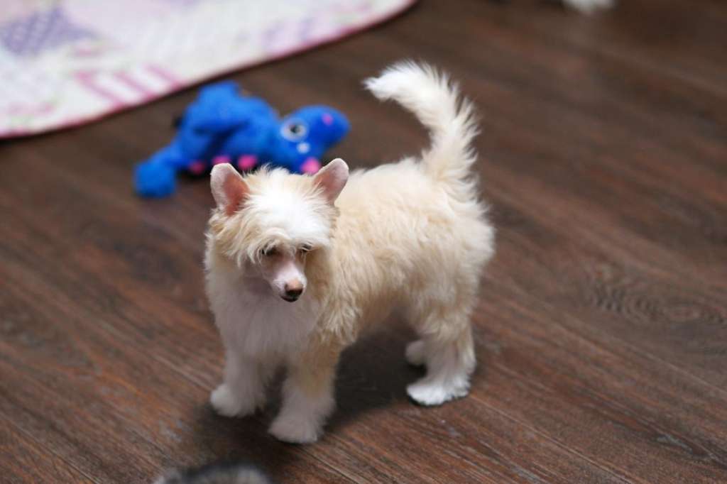 Incanto Del Mondo Iris Kiss-Kiss