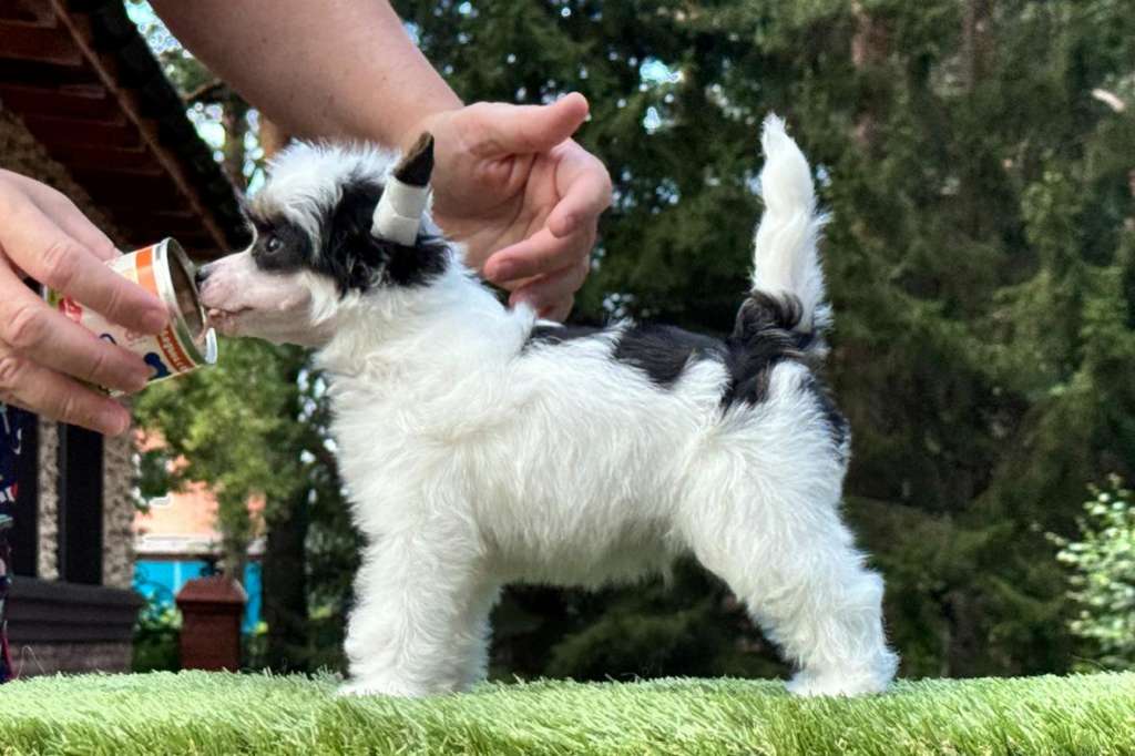 Incanto Del Mondo Kung Fu Panda