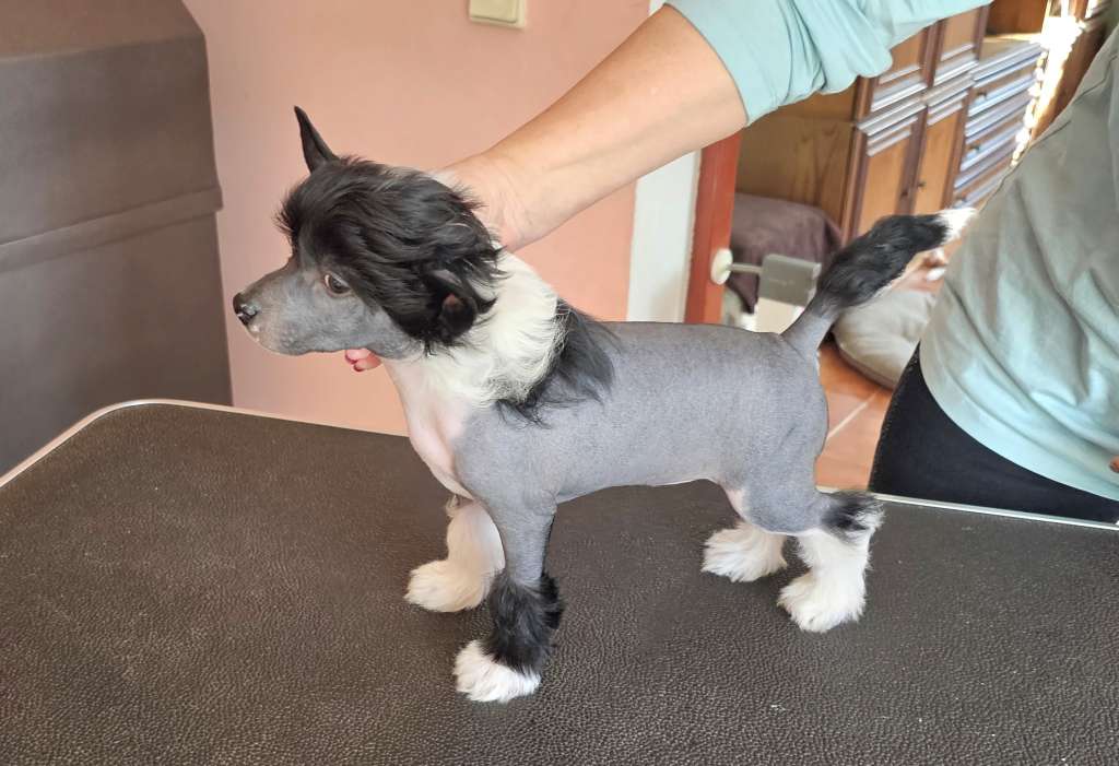 Hannah Queens' Rodyry