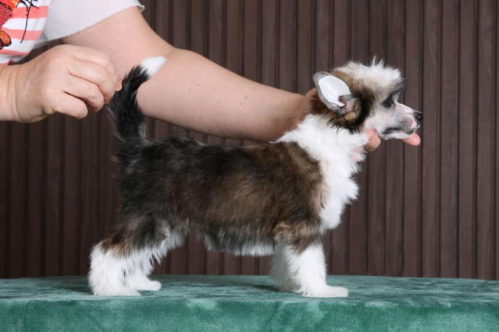 Incanto Del Mondo Lamborghini Huracan