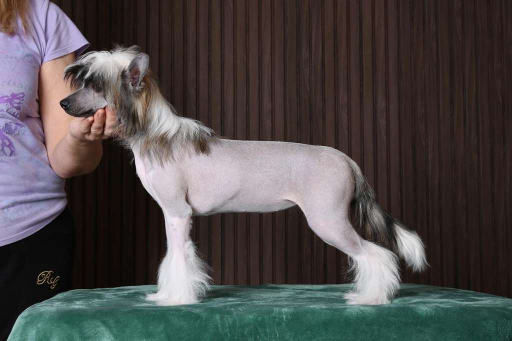 Incanto Del Mondo Live Perfomance