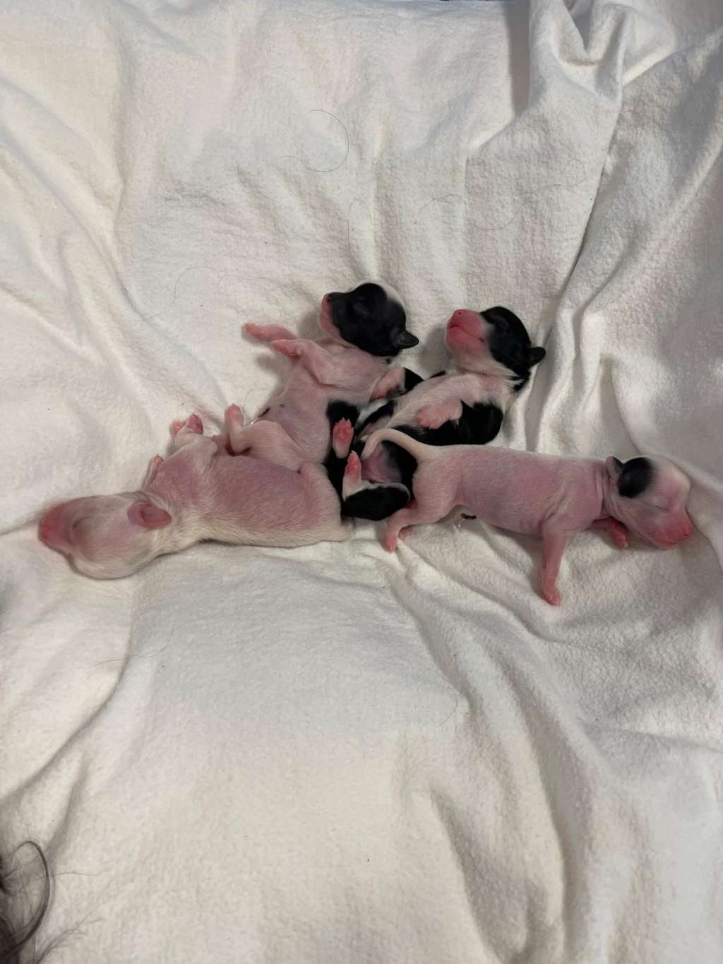 Barbie Ballerina von Zuànshí Royal