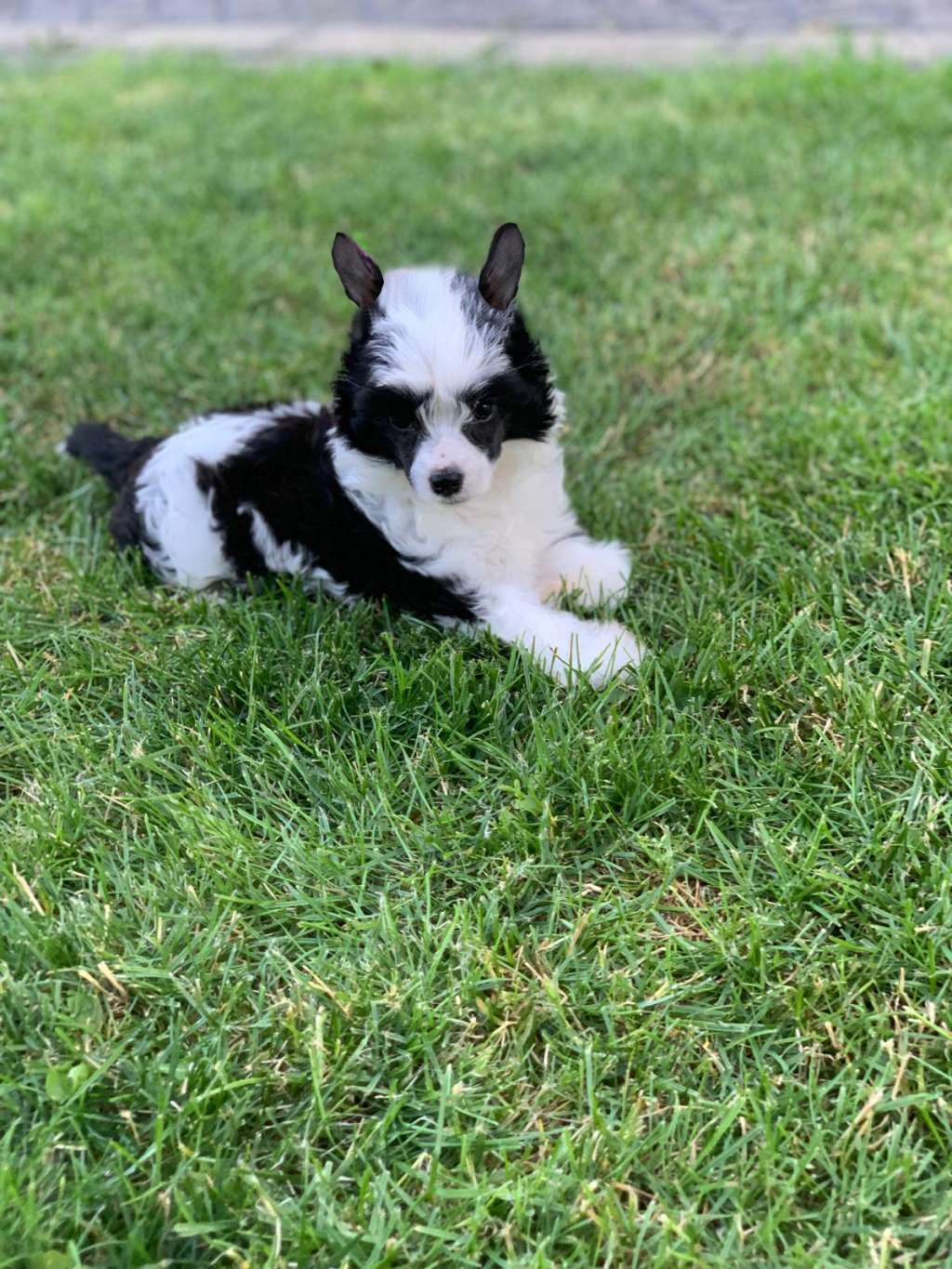 Chloé Cloud 7 von Zuànshí Royal/