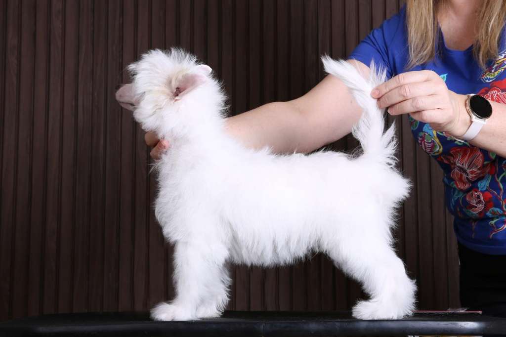 Incanto Del Mondo Malibu Bahama Mama