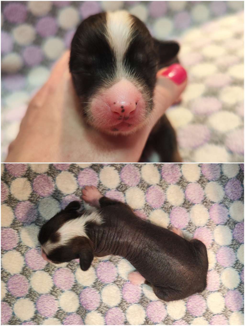 Naked Stars Too Haute To Handle